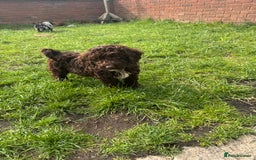 Cockapoo dogs for sale: Cockapoo chocolate boy - Image 3