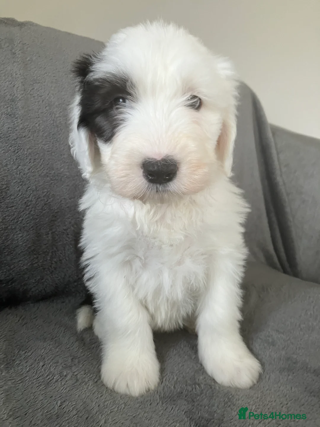 Old English Sheepdog dogs for sale: HEALTH TESTED OLD ENGLISH SHEEPDOG PUPPIES  - Advert 2