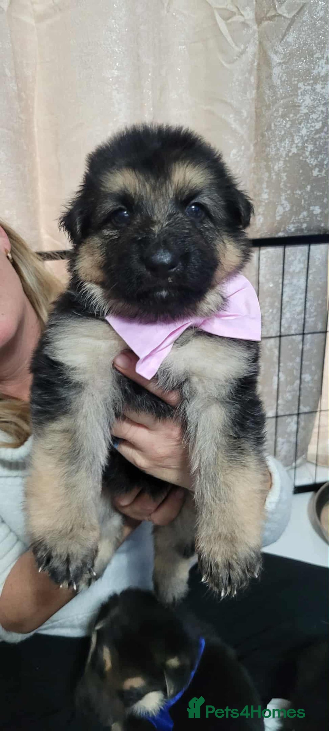 German Shepherd dogs for sale: 1 long hair female available  - Advert 4