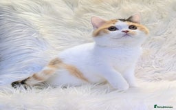 British Shorthair cats for sale: Amazing loving British shorthair kittens  - Image 3