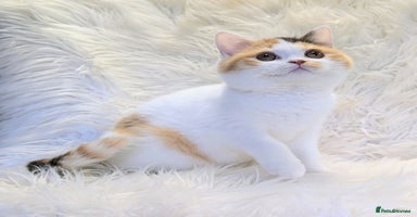 British Shorthair cats - Advert 13