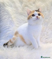 British Shorthair cats - Advert 13