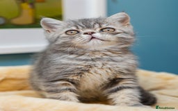 Exotic cats for sale: Exotic Kitten 1 - Pure breed beautiful chunky boy Exotic - Image 3