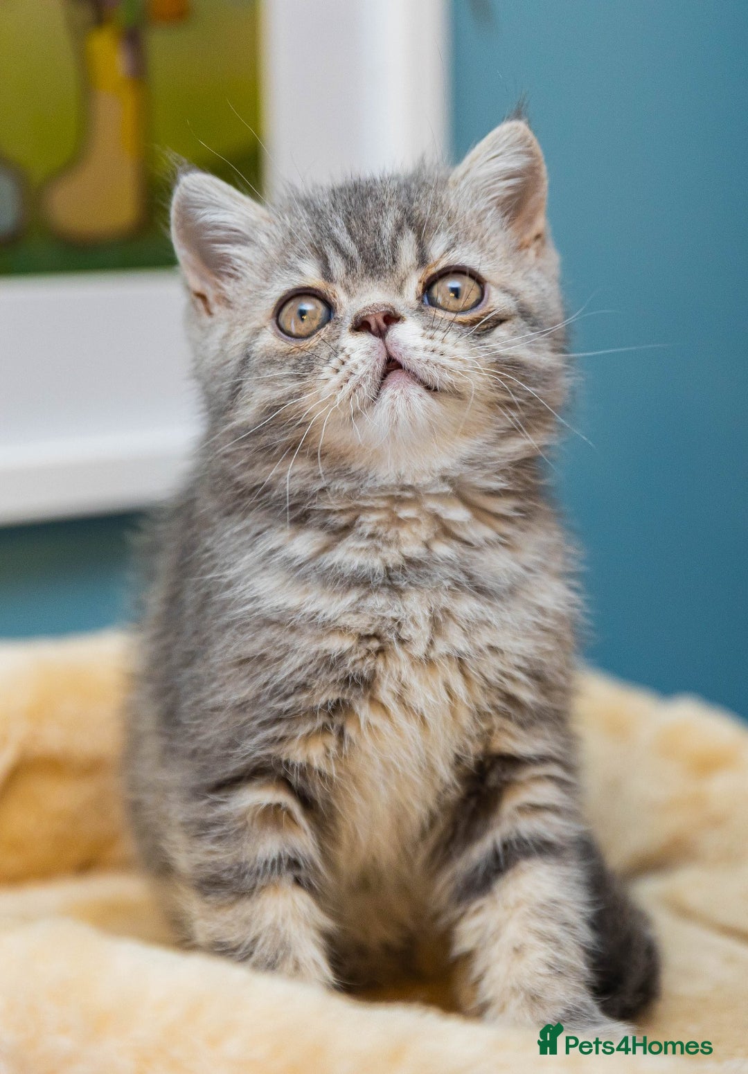 Exotic cats for sale: Exotic Kitten 1 - Pure breed beautiful chunky boy Exotic - Image 3
