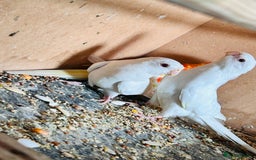 Parakeets birds for sale: Pair of albino red rump parrot for sale  - Image 2