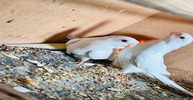 Parakeets birds - Advert 7