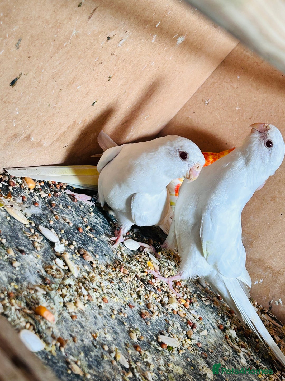 Parakeets birds for sale: Pair of albino red rump parrot for sale  - Image 2