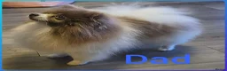 Mixed Breed dogs for sale: Dachshund x Pomeranian  - Advert 8