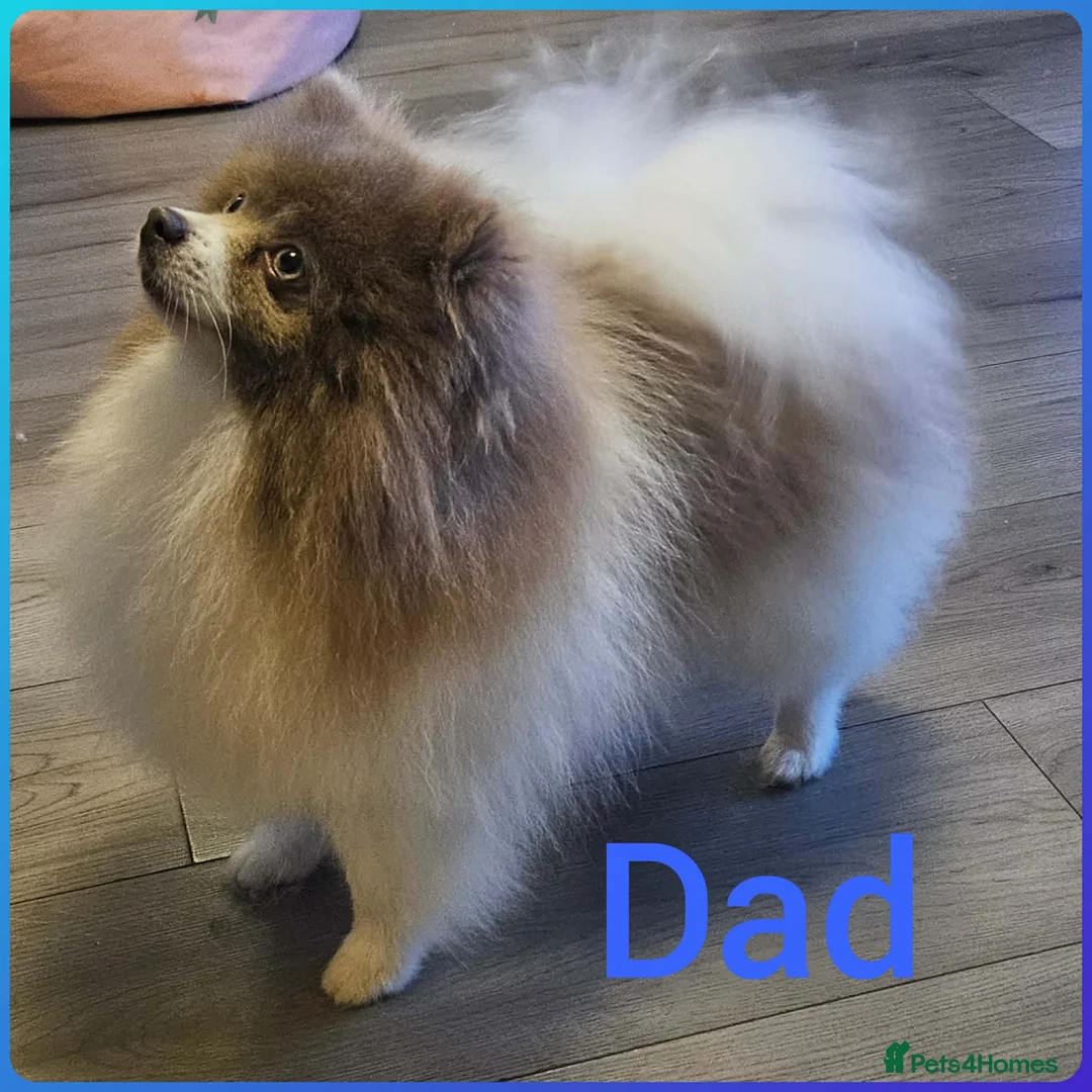 Mixed Breed dogs for sale: Dachshund x Pomeranian  - Advert 8