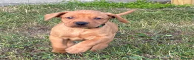 Green collar