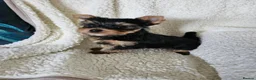 Yorkshire Terrier dogs for sale: Yorkshire Terrier puppies,  KC Registered  - Advert 2