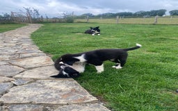 Border Collie dogs for sale: Border collie puppies  - Image 15
