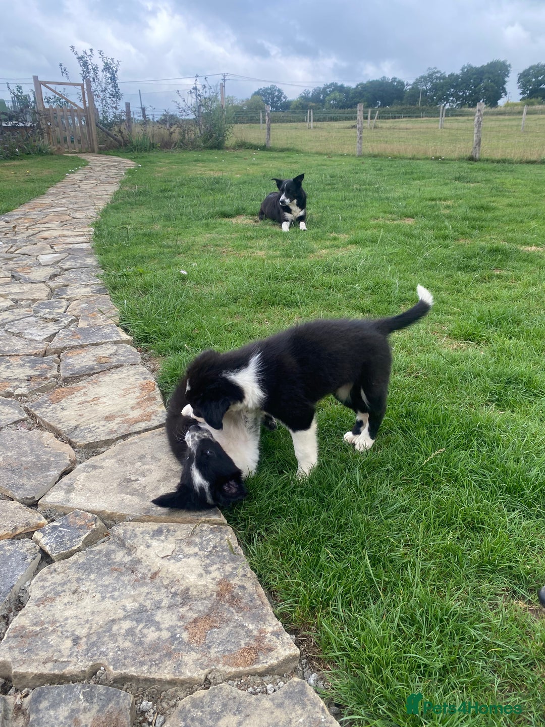 Border Collie dogs for sale: Border collie puppies  - Image 15