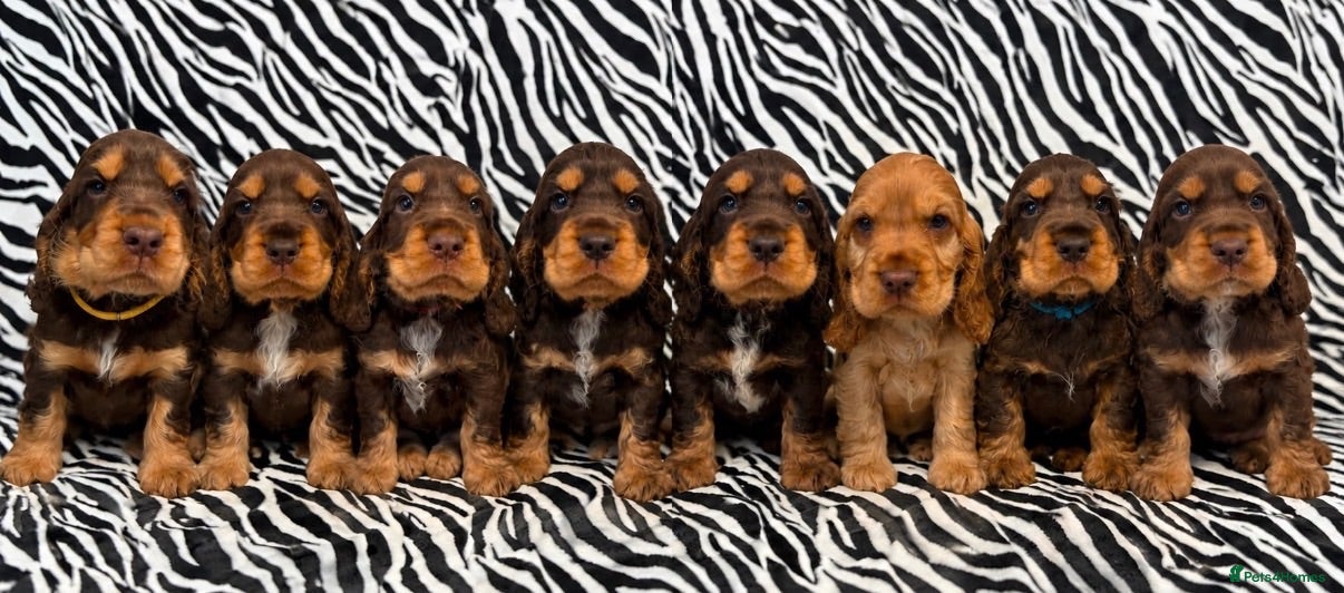 Cocker Spaniel dogs SANGRISEO WAITING LIST – END OF 2026/EARLY 2027 - Advert 1