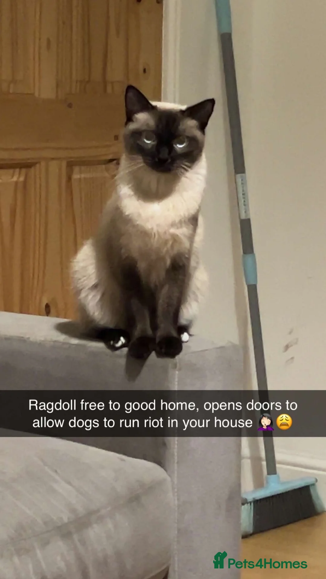 Ragdoll cats for sale: Male ragdoll cross kitten for sale in Annan - Advert 7