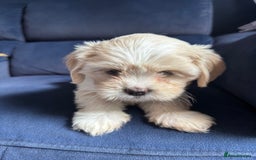 Mixed Breed dogs for sale: Fluffy Lhasa X Puppies – Family Raised! - Image 24