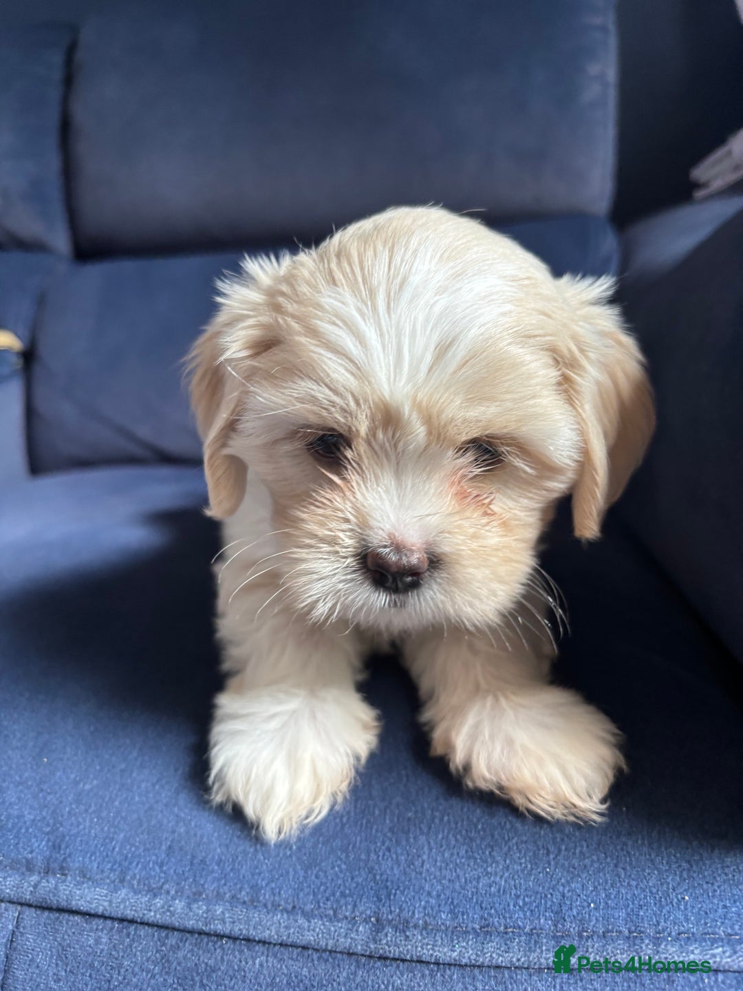 Mixed Breed dogs for sale: Fluffy Lhasa X Puppies – Family Raised! - Image 24