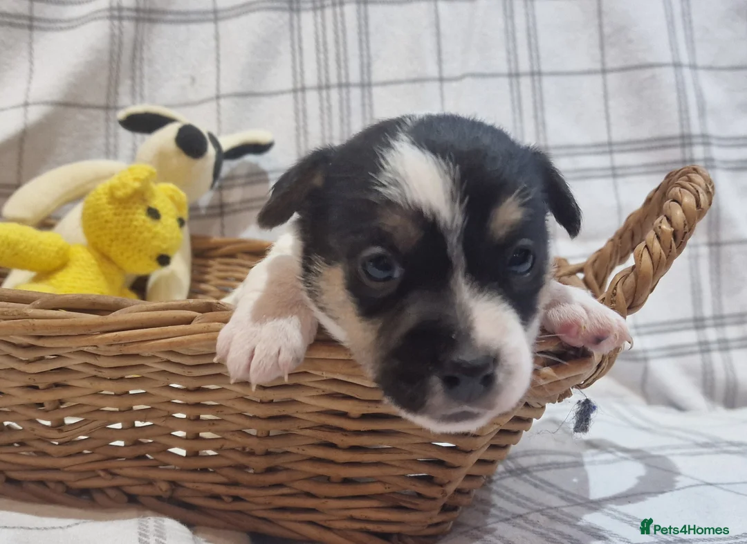 Jack Russell dogs for sale: Stunning Jack Russells, DNA health tested parents - Advert 24