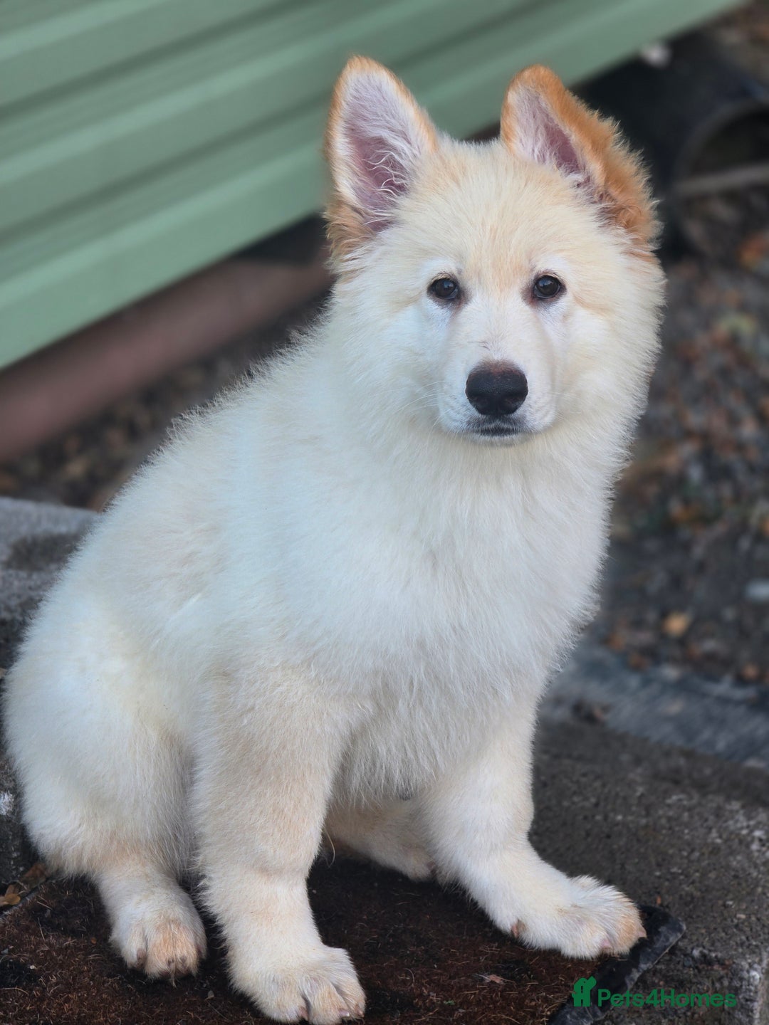 German Shepherd dogs for sale: 14 week old white German-shepherd - Image 1