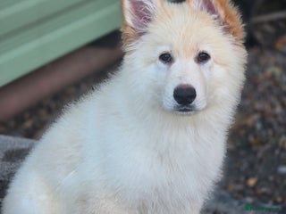 German Shepherd dogs for sale - Advert 1