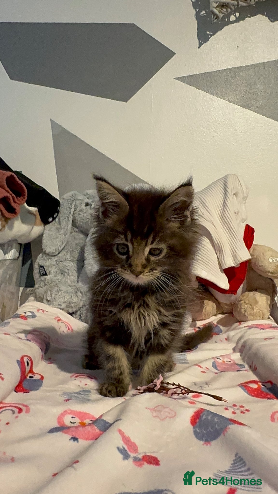 Maine Coon cats for sale: 4 full Maine Coon for sale  - Advert 3