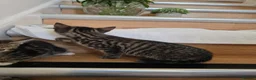 Mixed Breed cats for sale: Adorable Kittens Looking for Loving Homes baby cat in London - Advert 8