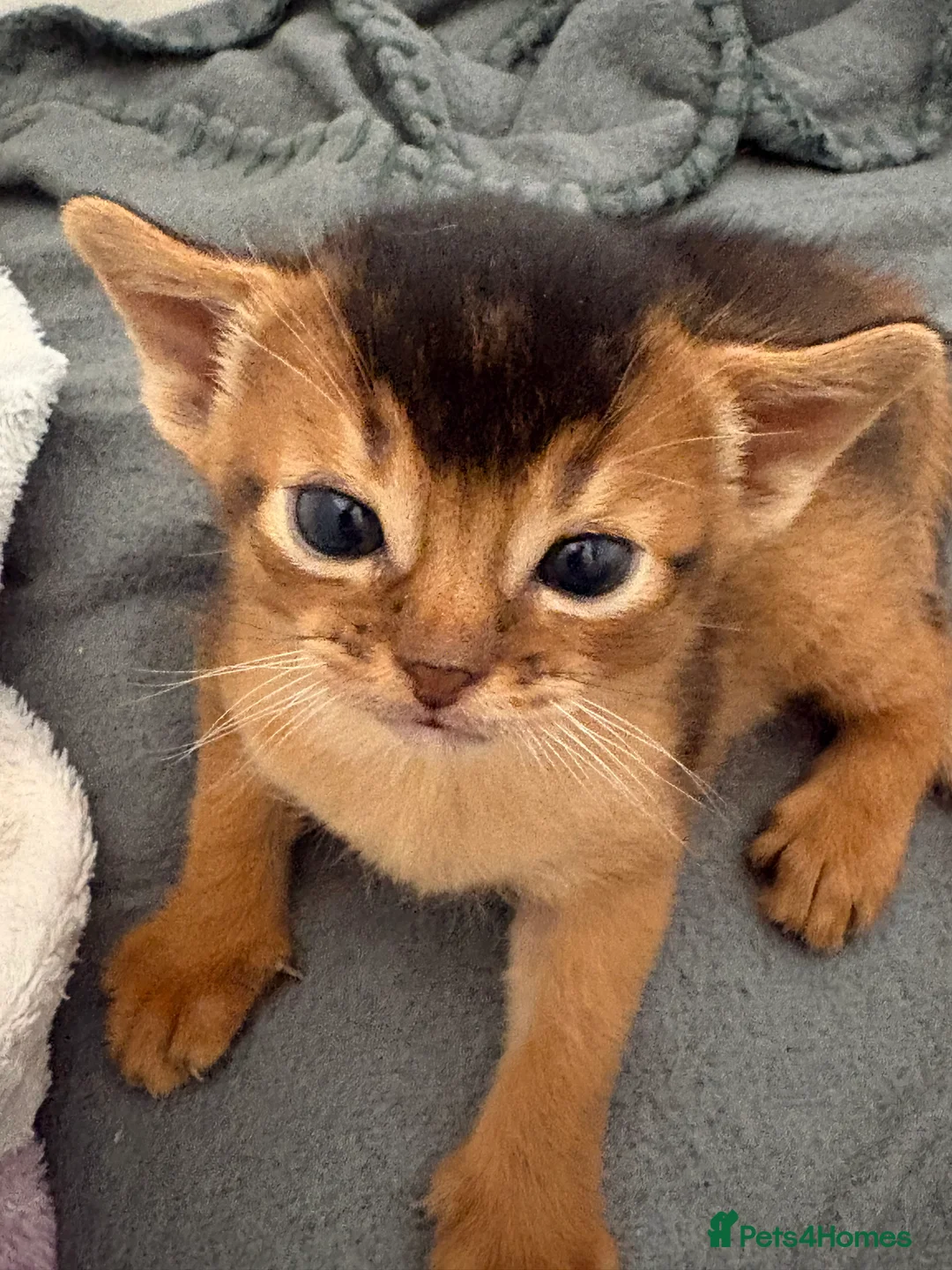 Abyssinian cats for sale: Abyssinian champion line kittens🏆 - Advert 4