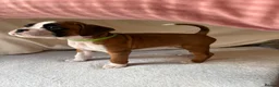 Boxer dogs for sale: *** 22 Championships between parents *** in Newbury - Advert 9