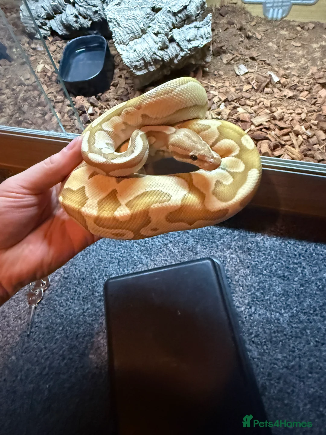 Python Snake reptiles for sale: Ball python  - Advert 3