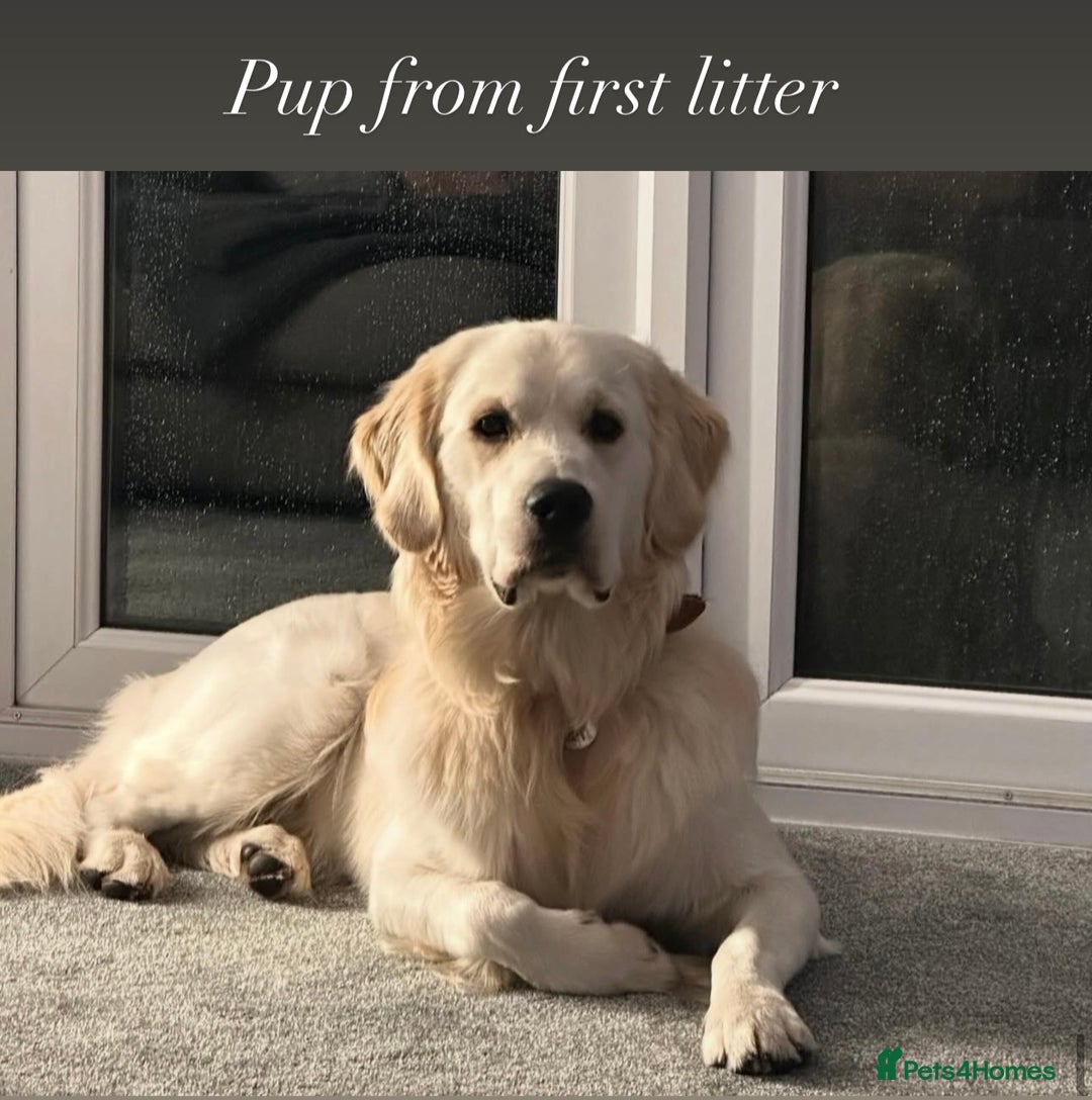 Golden Retriever dogs for sale: Exceptional Big kc puppies (licensed breeder) ⭐  - Image 7