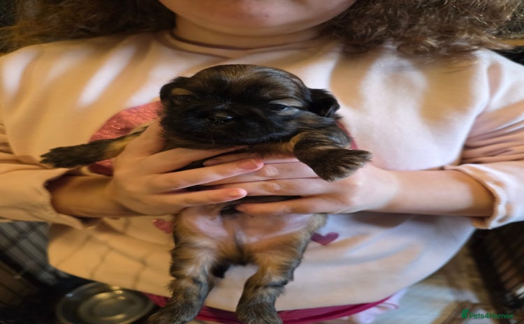 Shih Tzu dogs - Advert 11