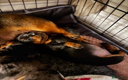 Miniature Dachshund dogs for sale: Miniature Daschunds  - Image 23