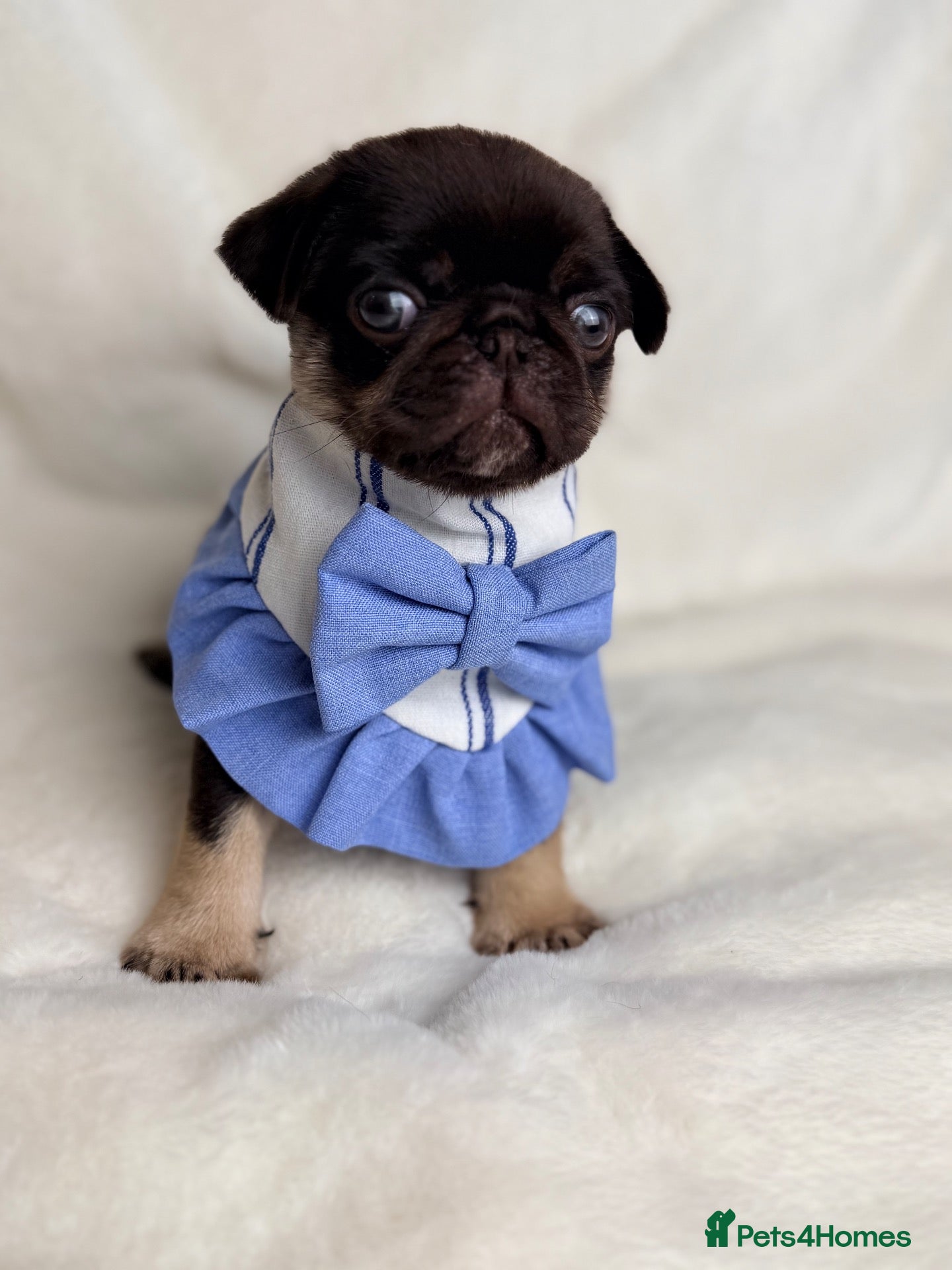 Pug dogs Last boy chocolate tan health tested  - Advert 2