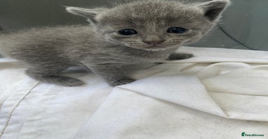 Russian Blue cats - Advert 16
