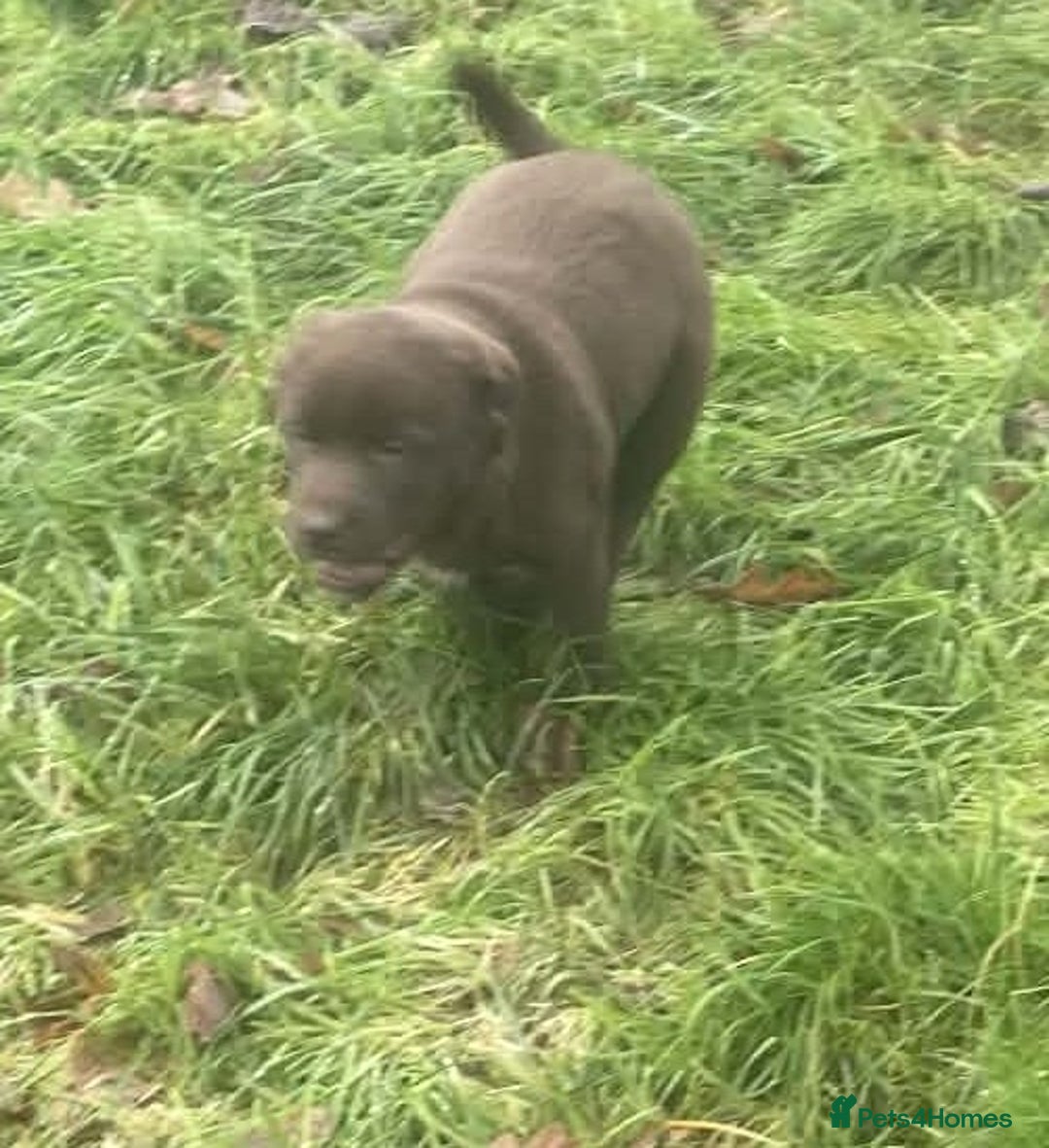 Mixed Breed dogs for sale: Chunky Chocolate Labrador cross Sheepdog - Advert 16