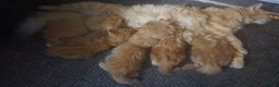 Mixed Breed cats for sale: Half maine coon kittens - Advert 2