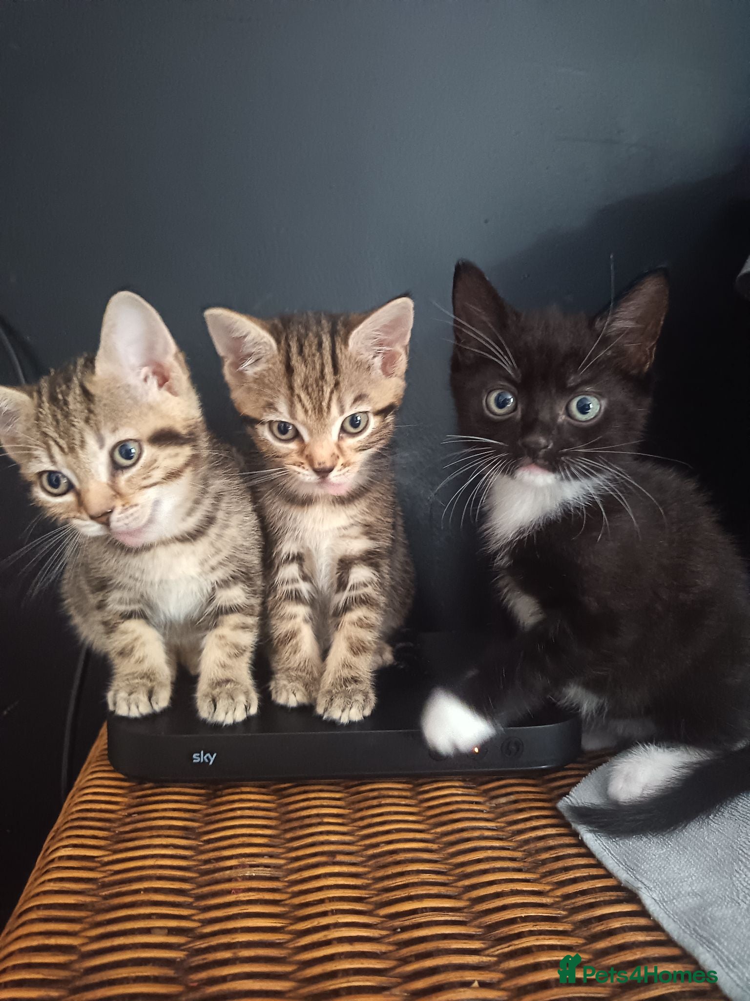 Mixed Breed cats 3 beautiful kittens ready for new homes 🏠 - Advert 12