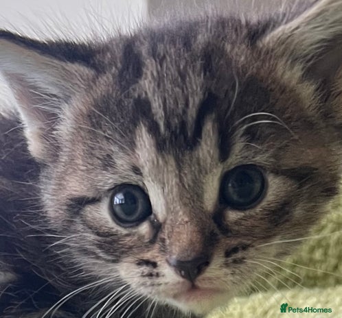 Mixed Breed cats - Advert 16
