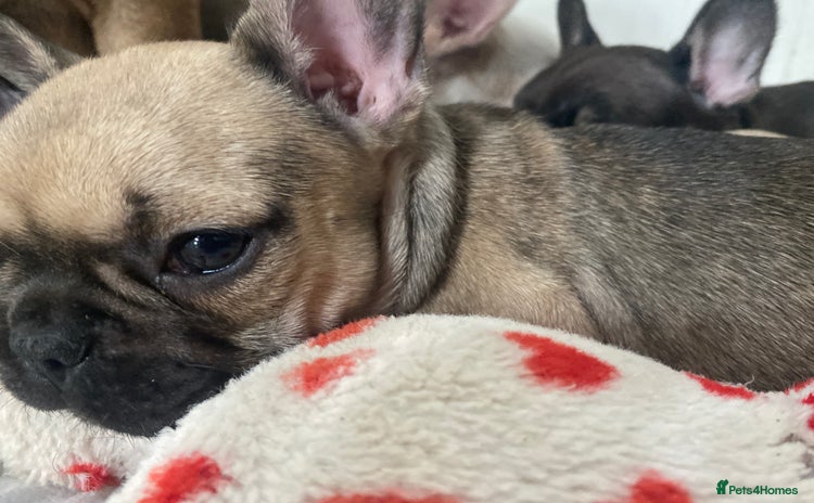 French Bulldog dogs - Advert 3