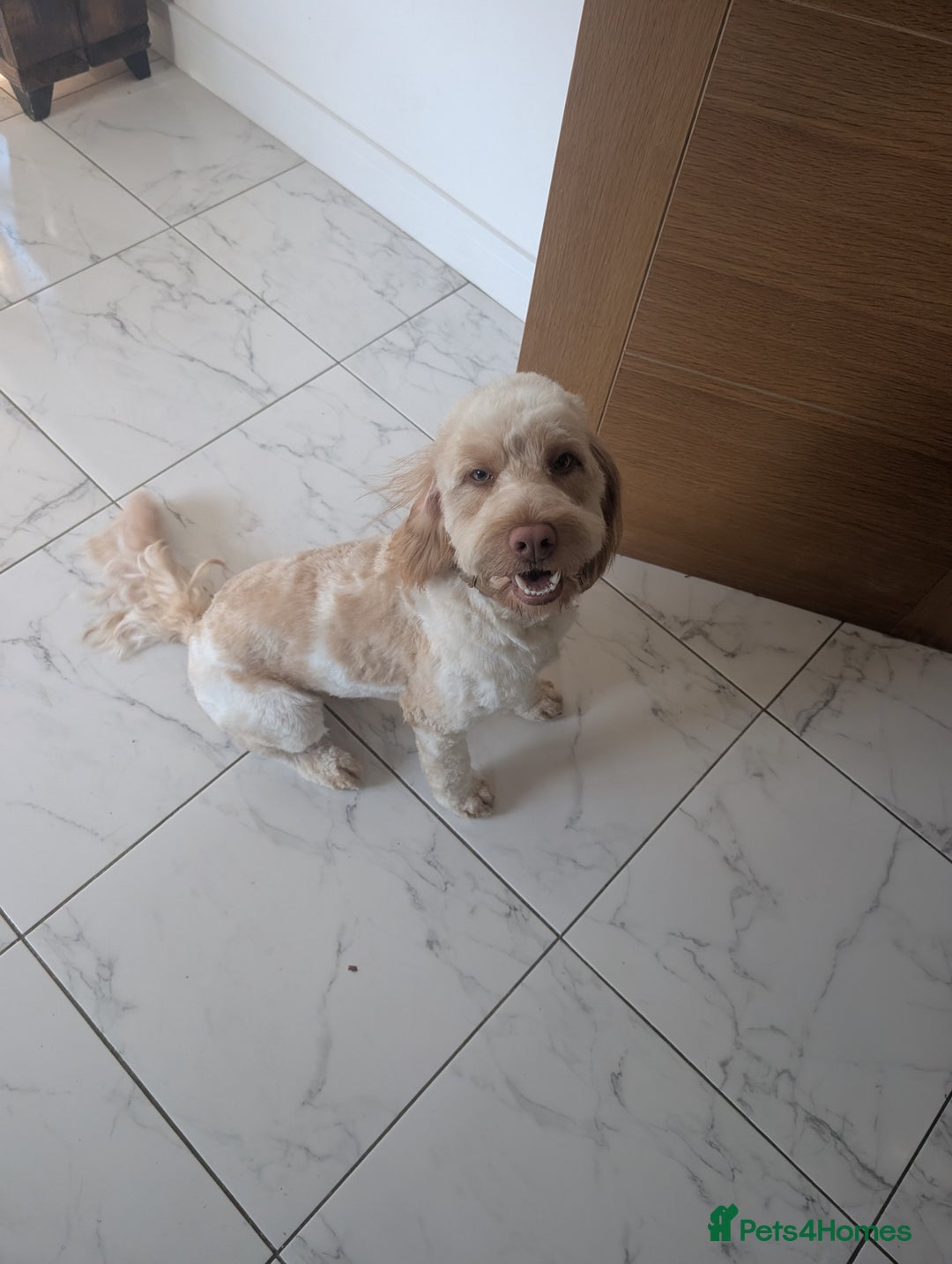 Cockapoo dogs for sale: Dougie - Cockapoo - 15 months - Advert 2