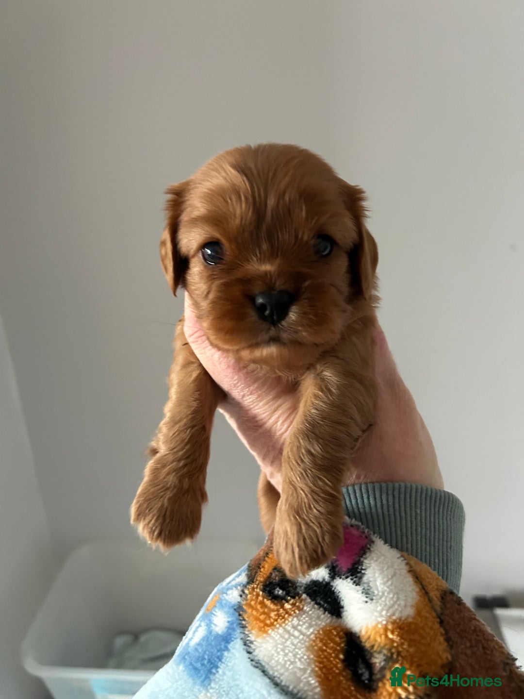 Cavalier King Charles Spaniel dogs for sale: Health tested pups - Advert 4