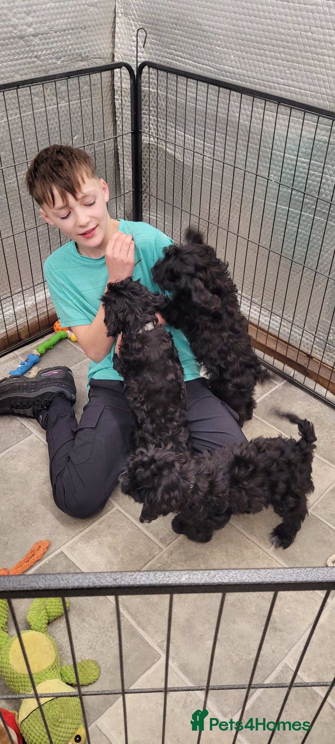 Cockapoo dogs for sale: 3 Stunning Black Girls F1 Show type cockapoos - Advert 13