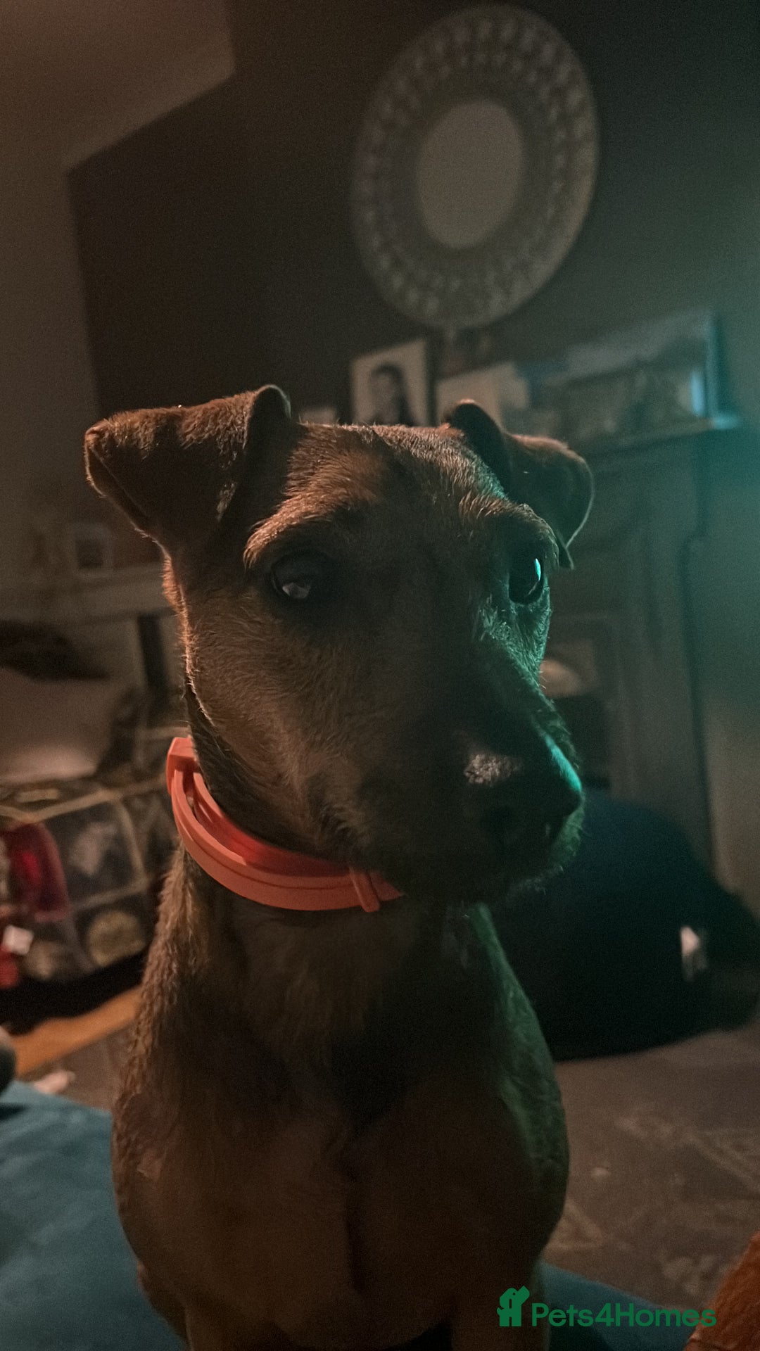 Patterdale Terrier dogs for sale: Patterdale girl  - Advert 3