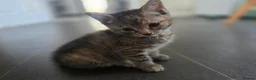 Mixed Breed cats for sale: 3 beautiful babies looking for forever homes - Advert 29