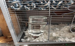 Rat rodents for sale: 3 female baby rats  - Image 8