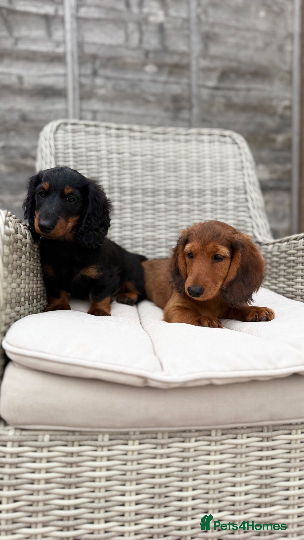Miniature Dachshund dogs 2 Boys Mini Long hair boys KC - Advert 1