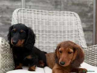 Miniature Dachshund dogs 2 Boys Mini Long hair boys KC - Advert 1