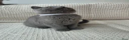 British Shorthair cats for sale: 🐾 GCCF British Shorthair Kittens  - Advert 8