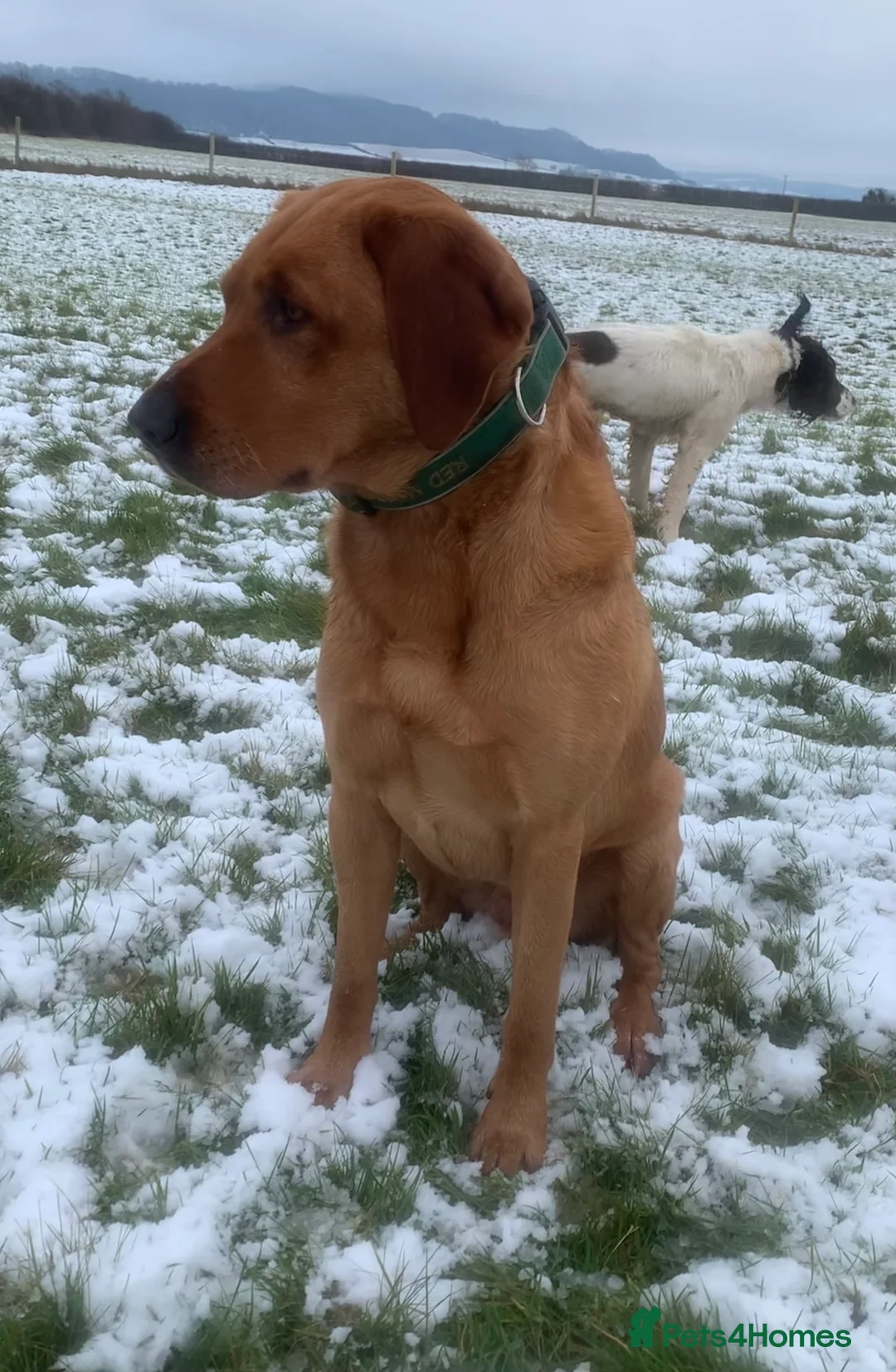 Labrador Retriever dogs for stud: Fully health tested Fox Red Labrador For Stud in Tewkesbury - Advert 5