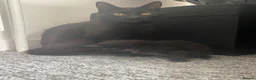 Mixed Breed cats for sale: Mum and 2 kittens  - Advert 2